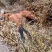 Lobo-guará é encontrado morto às margens da BR-267 em Poços de Caldas