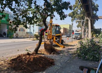 VÍDEO: Justiça libera e Prefeitura de Poços inicia 2ª fase de retirada e replantio de árvores na Avenida João Pinheiro