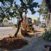 VÍDEO: Justiça libera e Prefeitura de Poços inicia 2ª fase de retirada e replantio de árvores na Avenida João Pinheiro