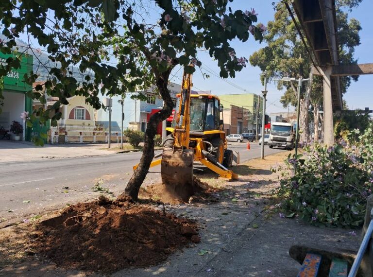 VÍDEO: Justiça libera e Prefeitura de Poços inicia 2ª fase de retirada e replantio de árvores na Avenida João Pinheiro