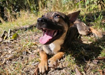 Feira de Adoção de Cães acontece neste domingo (31) em Poços de Caldas
