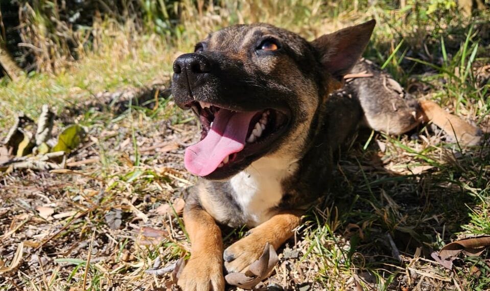 Feira de Adoção de Cães acontece neste domingo (31) em Poços de Caldas