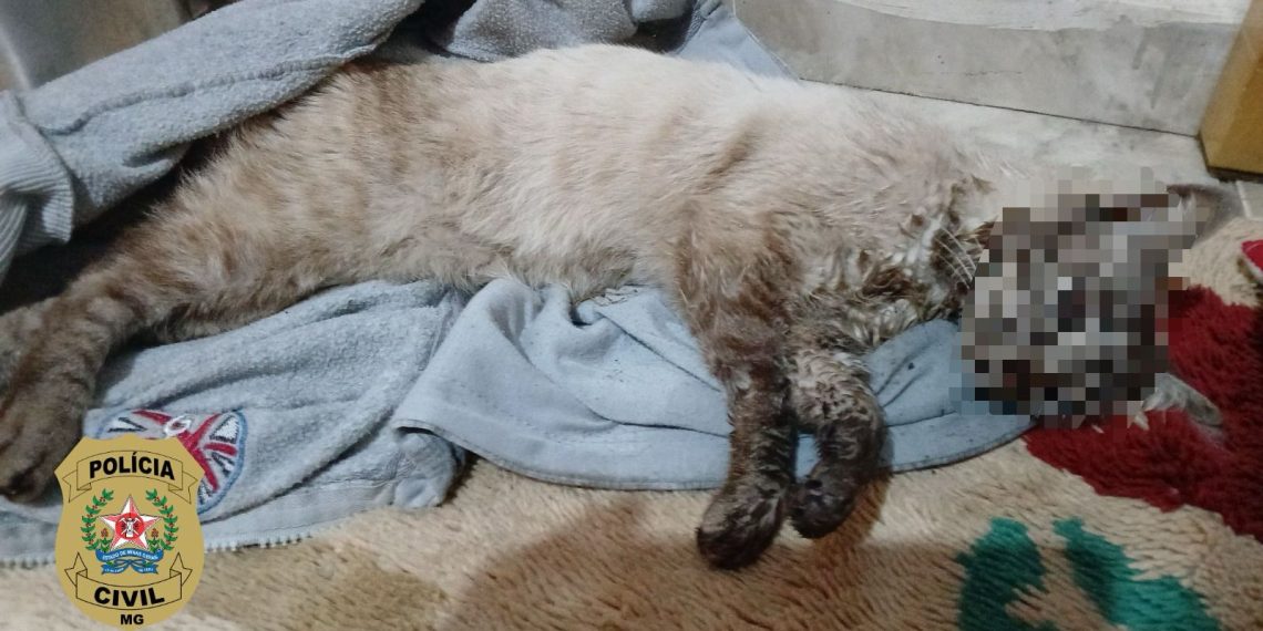 Homem é indiciado por matar gato enforcado em Poços de Caldas