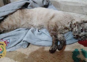 Homem é indiciado por matar gato enforcado em Poços de Caldas