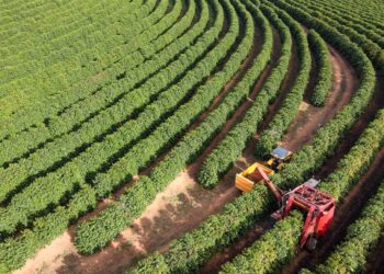 Medida do governo facilitará preço justo e novos mercados, dizem produtores impactados pelo tarifaço