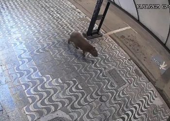 VÍDEO: Capivara é flagrada “passeando” pela rua Junqueiras, no centro de Poços de Caldas