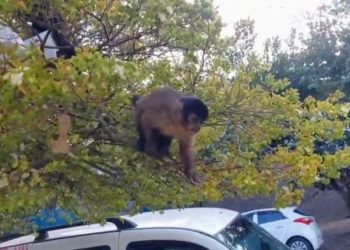 Poços de Caldas registra 20 casos de mordeduras de macacos em 2025