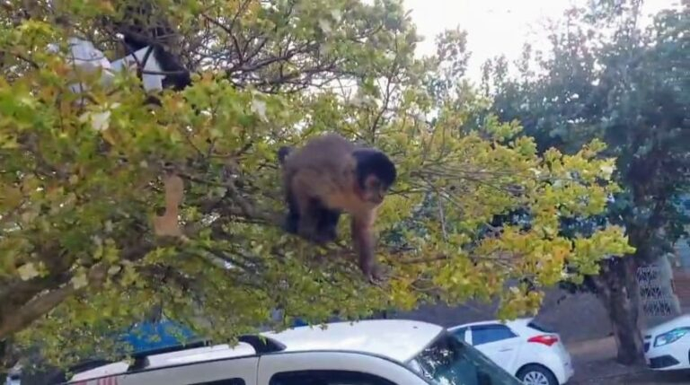 Poços de Caldas registra 20 casos de mordeduras de macacos em 2025