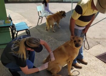 Vacinação antirrábica segue para as regiões Sul e Oeste de Poços; veja os locais