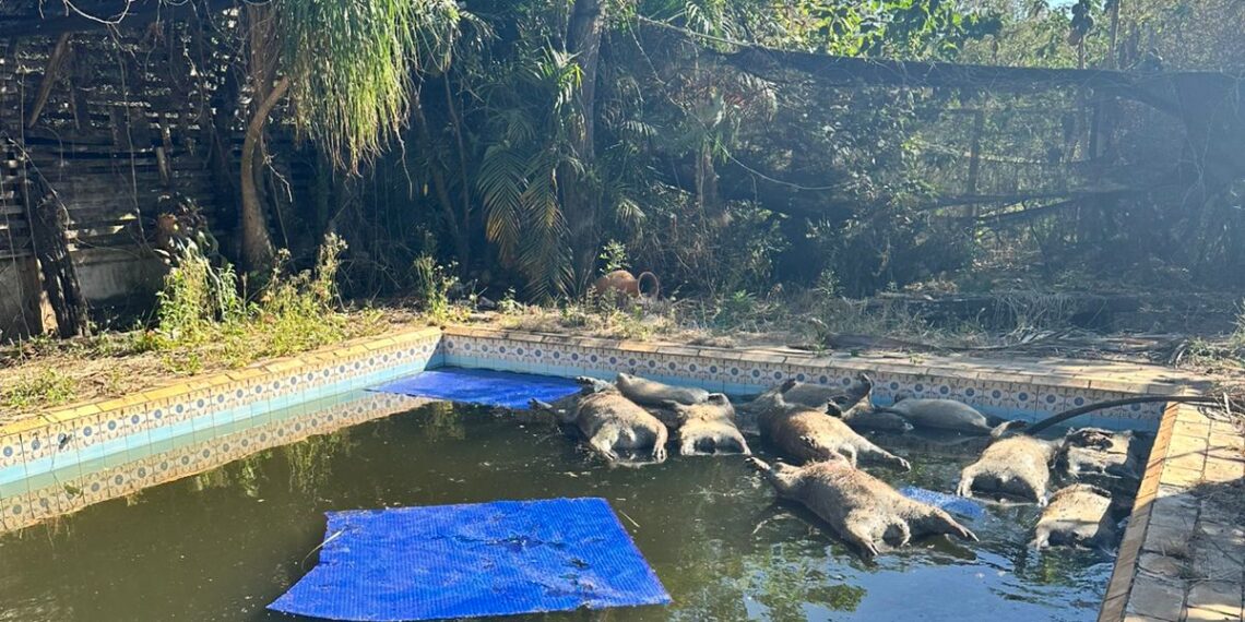 Morte de 10 capivaras encontradas em piscina é investigada na região