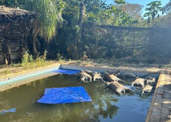 Morte de 10 capivaras encontradas em piscina é investigada na região