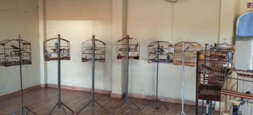24 pessoas são presas em torneio clandestino de pássaros na região