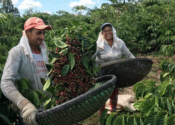 Produtores têm até sexta (05) para se inscrever no Concurso de Qualidade dos Cafés de Minas Gerais