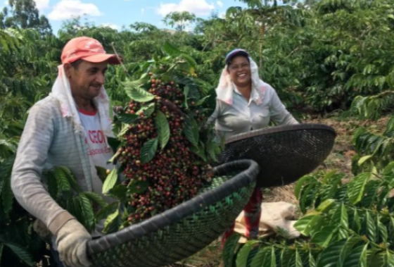 Produtores têm até sexta (05) para se inscrever no Concurso de Qualidade dos Cafés de Minas Gerais
