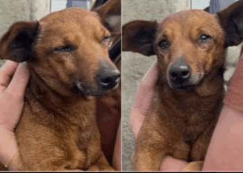 Cão percorre 12 km para se despedir do tutor no Sul de Minas