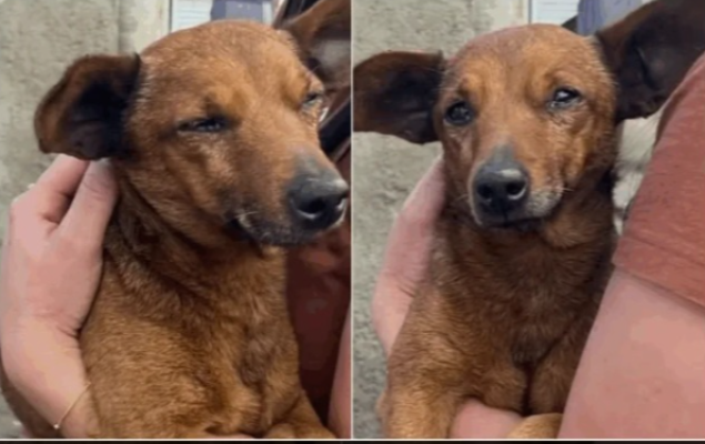 Cão percorre 12 km para se despedir do tutor no Sul de Minas