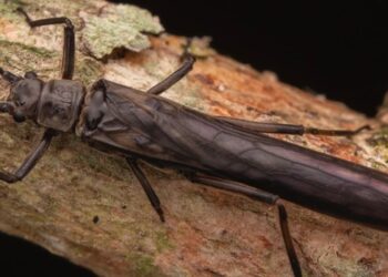 Nova espécie de inseto é descoberta em Minas Gerais