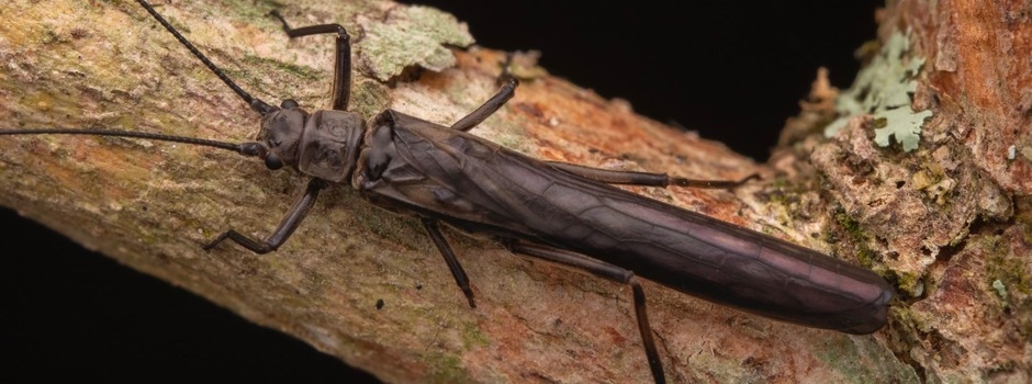 Nova espécie de inseto é descoberta em Minas Gerais