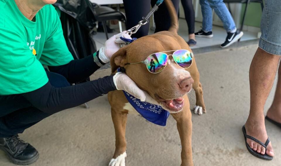 Vacinação antirrábica acontece neste sábado (27) no Centro de Poços