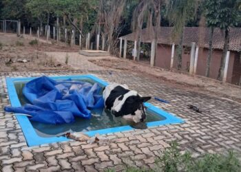 VÍDEO: Vaca é resgatada por bombeiros após cair dentro de piscina