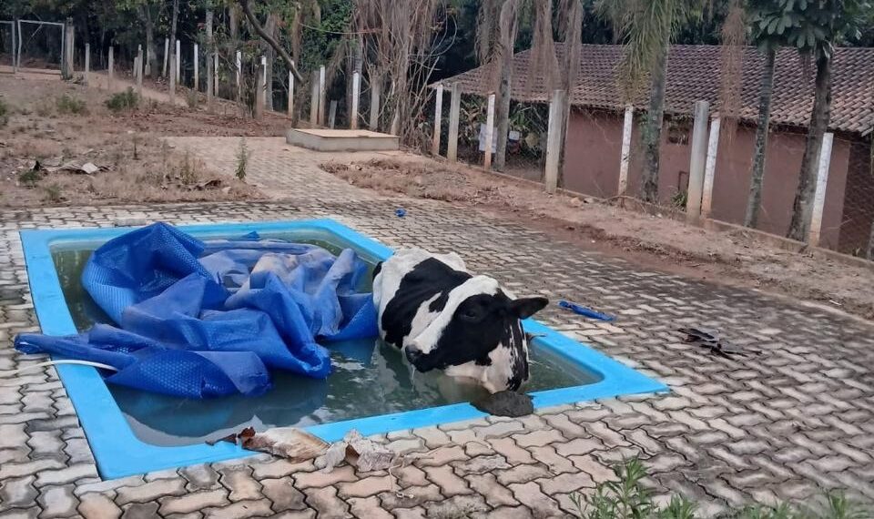 VÍDEO: Vaca é resgatada por bombeiros após cair dentro de piscina
