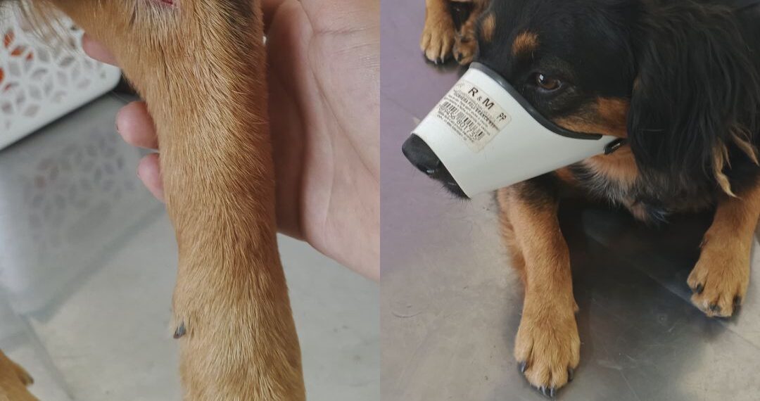 Cachorro com perna quebrada é resgatado e associação pede ajuda para tratamento