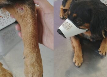 Cachorro com perna quebrada é resgatado e associação pede ajuda para tratamento