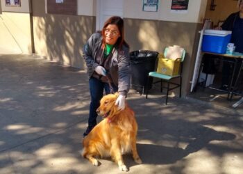 Campanha Antirrábica já imunizou quase 23 mil animais em Poços de Caldas