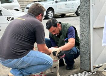 Vacinação Antirrábica chega à área urbana no próximo fim de semana em Poços