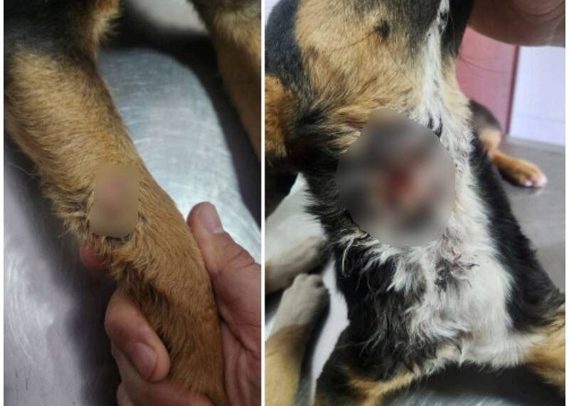 Polícia Civil apura crime de maus-tratos contra animais em Machado