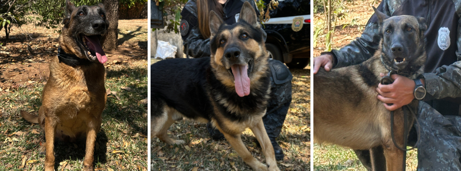 Adote um Herói: Governo de Minas lança campanha para adoção de cães policiais