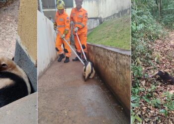 Bombeiros resgatam tamanduá-mirim em creche de cidade no Sul de Minas