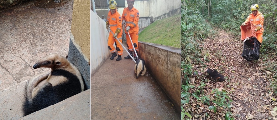 Bombeiros resgatam tamanduá-mirim em creche de cidade no Sul de Minas
