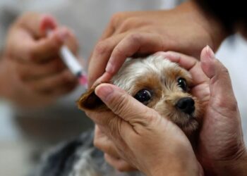 Vacinação Antirrábica chega à área urbana de Poços a partir deste sábado (13)