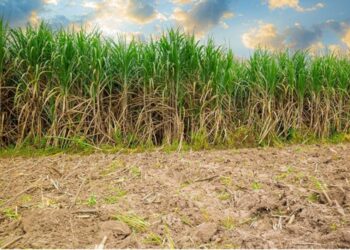 Valor da produção agrícola cresce em Minas 