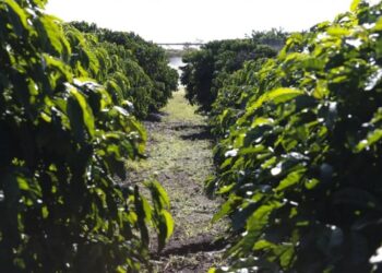 Triângulo entre os maiores produtores 