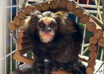 Martinha: sagui-caveirinha ganha novo lar após cuidados na PUC Minas Poços