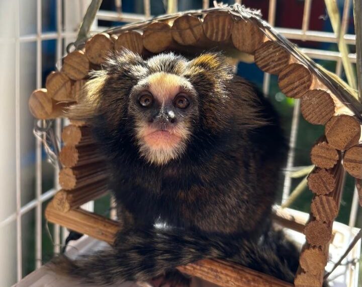 Martinha: sagui-caveirinha ganha novo lar após cuidados na PUC Minas Poços