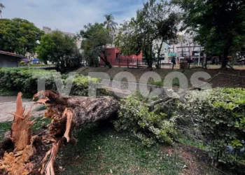 Árvore cai no Parque José Affonso Junqueira; ninguém se feriu