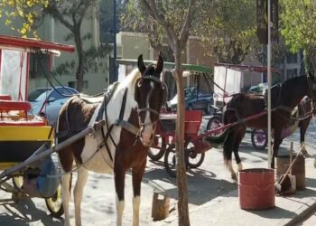 Projeto que prevê o fim das charretes em Poços segue em análise na Câmara