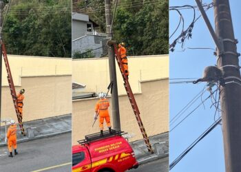 Corpo de Bombeiros resgata ouriço preso em fiação telefônica em bairro de Poços