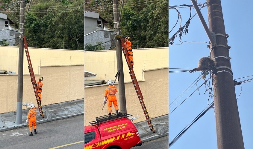 Corpo de Bombeiros resgata ouriço preso em fiação telefônica em bairro de Poços
