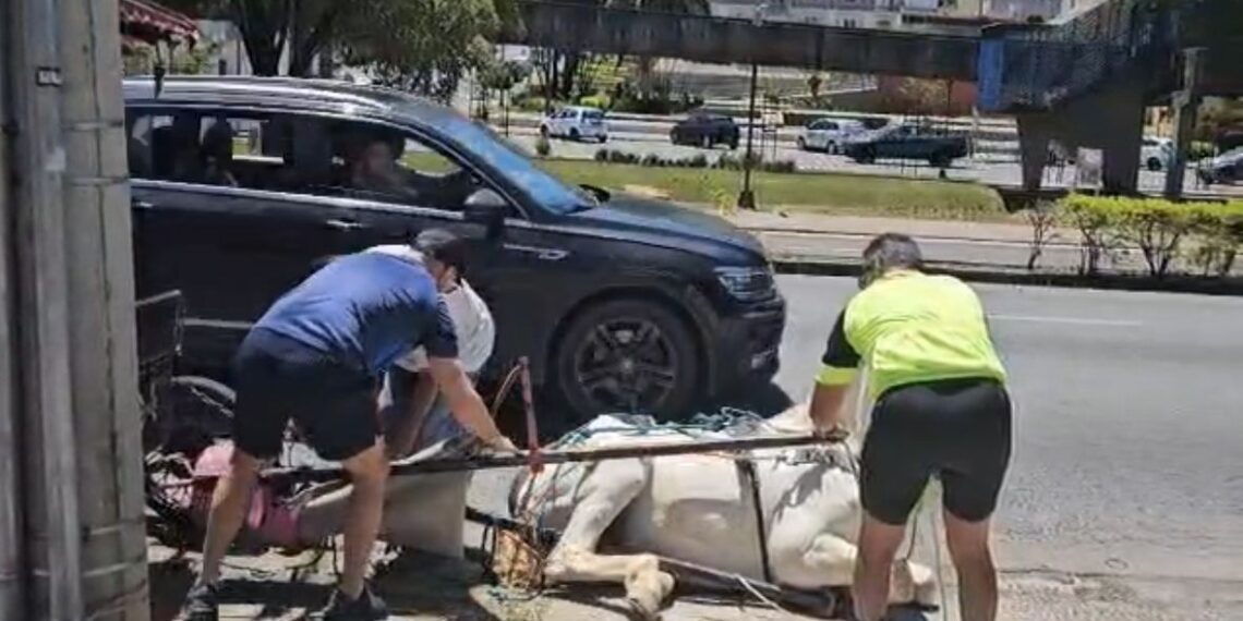 Novo vídeo de cavalo de charrete caído em calçada reacende debate em Poços de Caldas