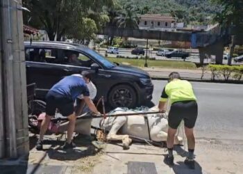 Novo vídeo de cavalo de charrete caído em calçada reacende debate em Poços de Caldas