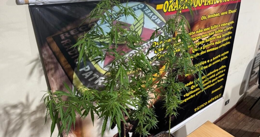 Homem é preso por cultivar pés de maconha em Poços de Caldas