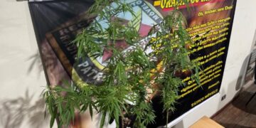Homem é preso por cultivar pés de maconha em Poços de Caldas