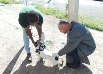 Campanha de Vacinação Antirrábica imuniza mais de 24 mil animais em Poços