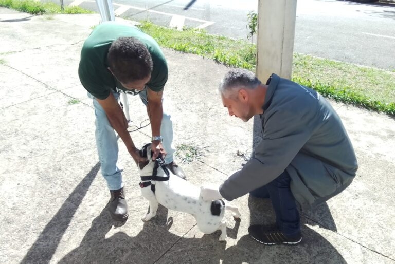 Campanha de Vacinação Antirrábica imuniza mais de 24 mil animais em Poços