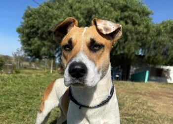 Prefeitura de Poços promove ação especial no Dia Mundial da Adoção de Animais