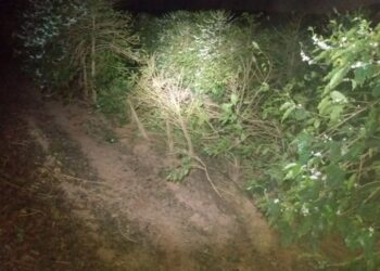 Homem é encontrado morto em lavoura de café de Campestre